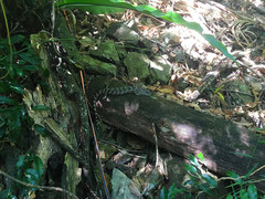 Cyclodomorphus gerrardii