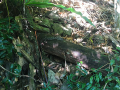 Cyclodomorphus gerrardii