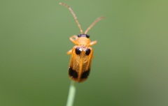 Phyllobrotica quadrimaculata