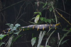 Boiga melanota