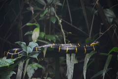 Boiga melanota