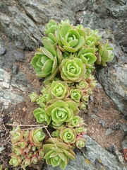 Orostachys