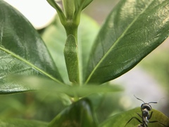 Petalocephala