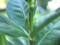 Petalocephala