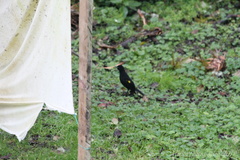 Cacicus chrysonotus