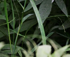 Glyceria arundinacea