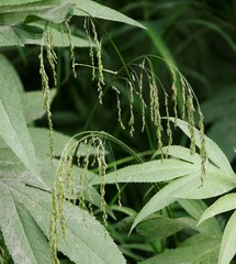Glyceria arundinacea