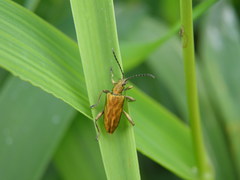 Donacia bicolora