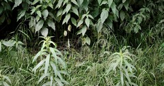 Glyceria arundinacea