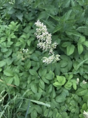 Dactylis glomerata
