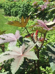 Ricinus