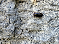 Armadillidium germanicum