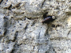Chondrina megacheilos