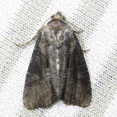 Lateroligia ophiogramma