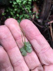 Hydrocotyle acutiloba