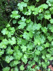 Hydrocotyle acutiloba
