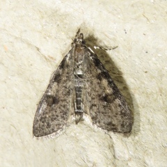 Palpita aenescentalis