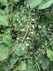 Capsella bursa-pastoris
