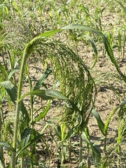 Panicum miliaceum miliaceum