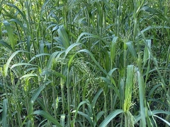 Panicum miliaceum miliaceum