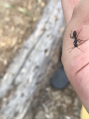 Camponotus vagus