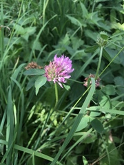 Trifolium pratense