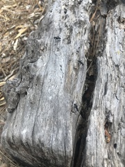 Camponotus vagus