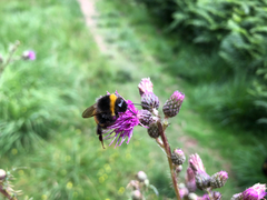 Bombus