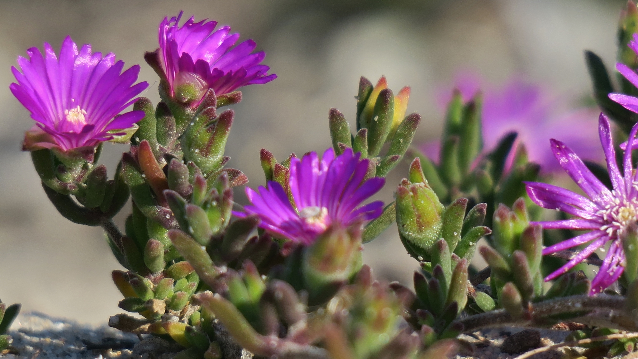 Drosanthemum