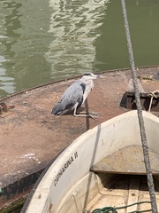 Ardea cinerea