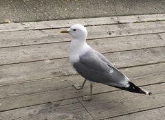 Larus canus