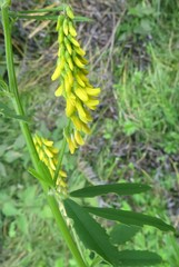 Melilotus altissimus