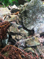 Cyclodomorphus gerrardii