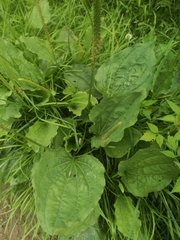 Plantago major