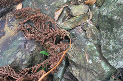 Cyclodomorphus gerrardii