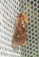 Korscheltellus fusconebulosa