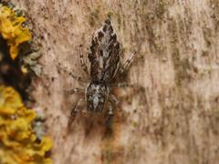 Pseudicius encarpatus