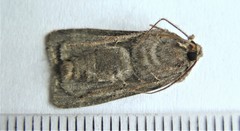 Euxoa divergens