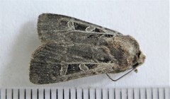 Euxoa divergens