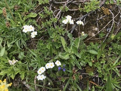 Androsace chamaejasme