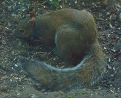 Sciurus carolinensis
