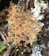 Teloschistes capensis