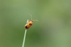 Phyllobrotica quadrimaculata