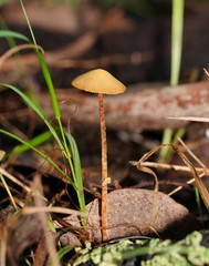 Conocybe filaris