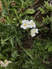 Androsace chamaejasme