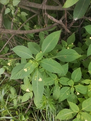 Impatiens parviflora