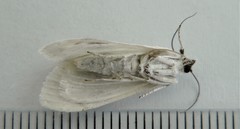 Cliniodes ostreonalis
