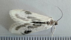 Cliniodes ostreonalis