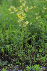 Astragalus chinensis