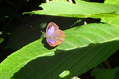 Arhopala japonica